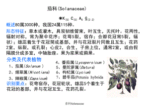 茄科Solanaceae课件