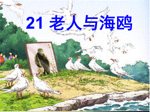 老人与海鸥 (2)