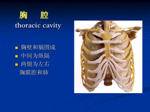 胸腔解剖图谱