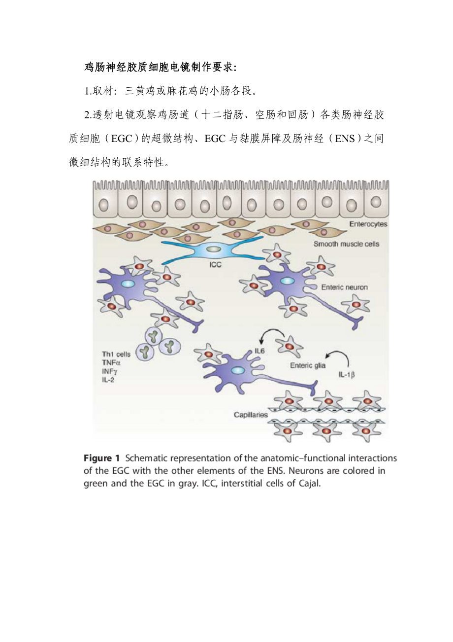 鸡肠神经胶质细胞电镜制作要求_第1页