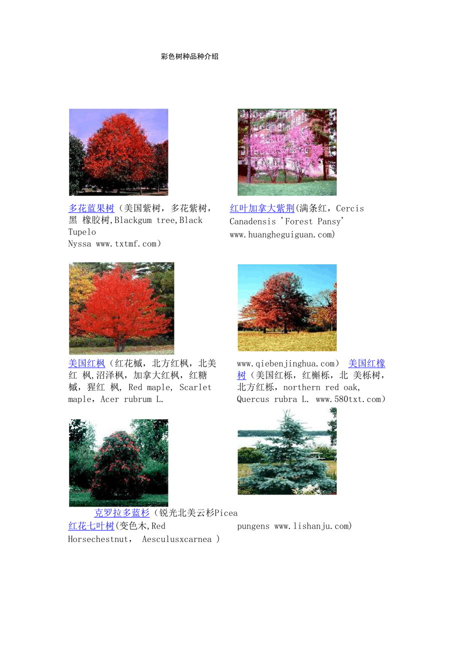 彩色树种品种1_第1页