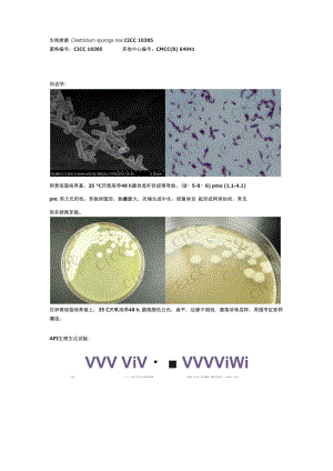 菌种介绍：生孢梭菌