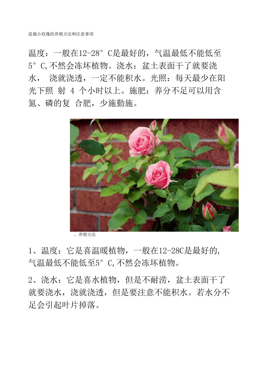 盆栽小玫瑰的养殖方法和注意事项_第1页