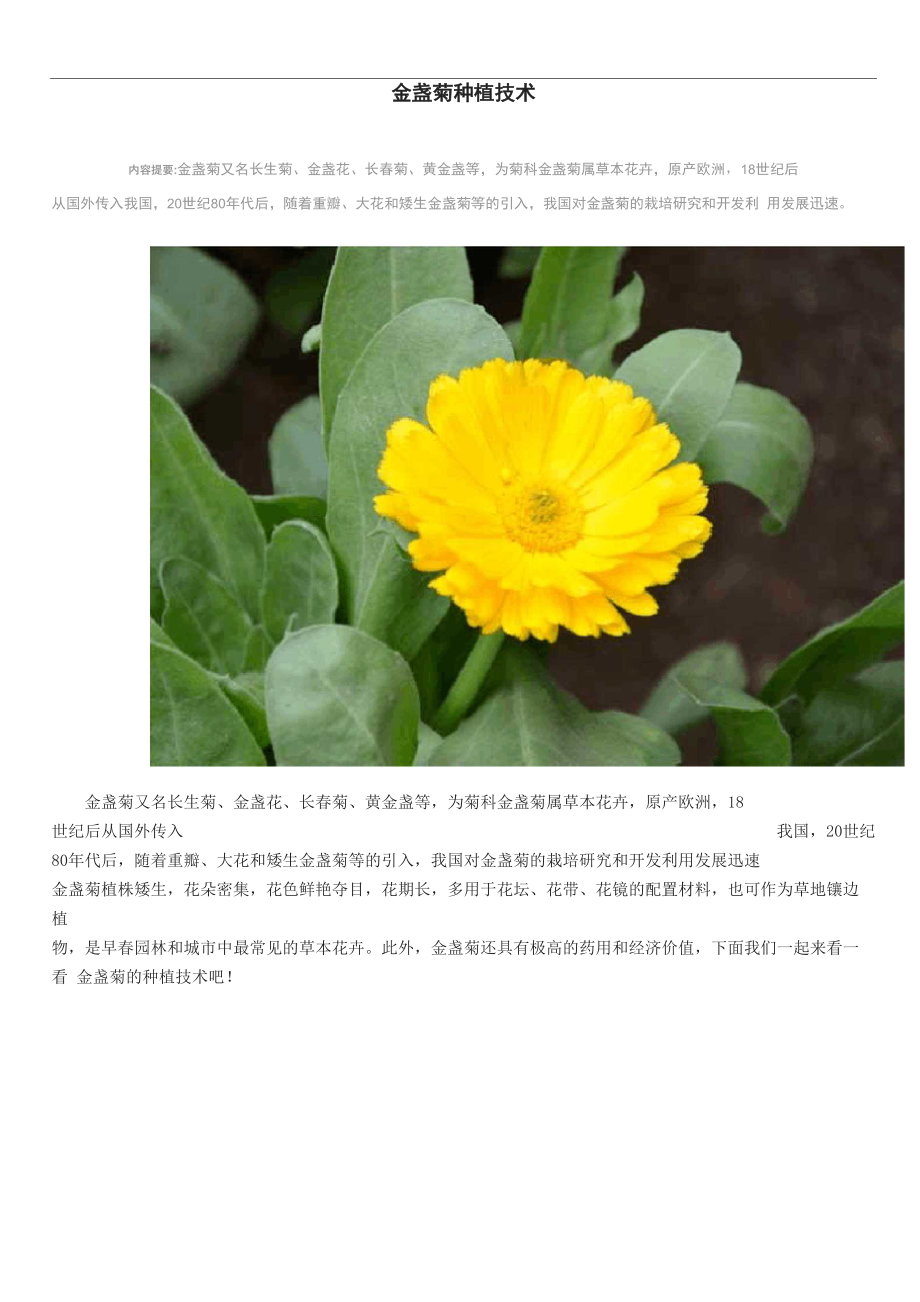 金盏菊种植技术_第1页