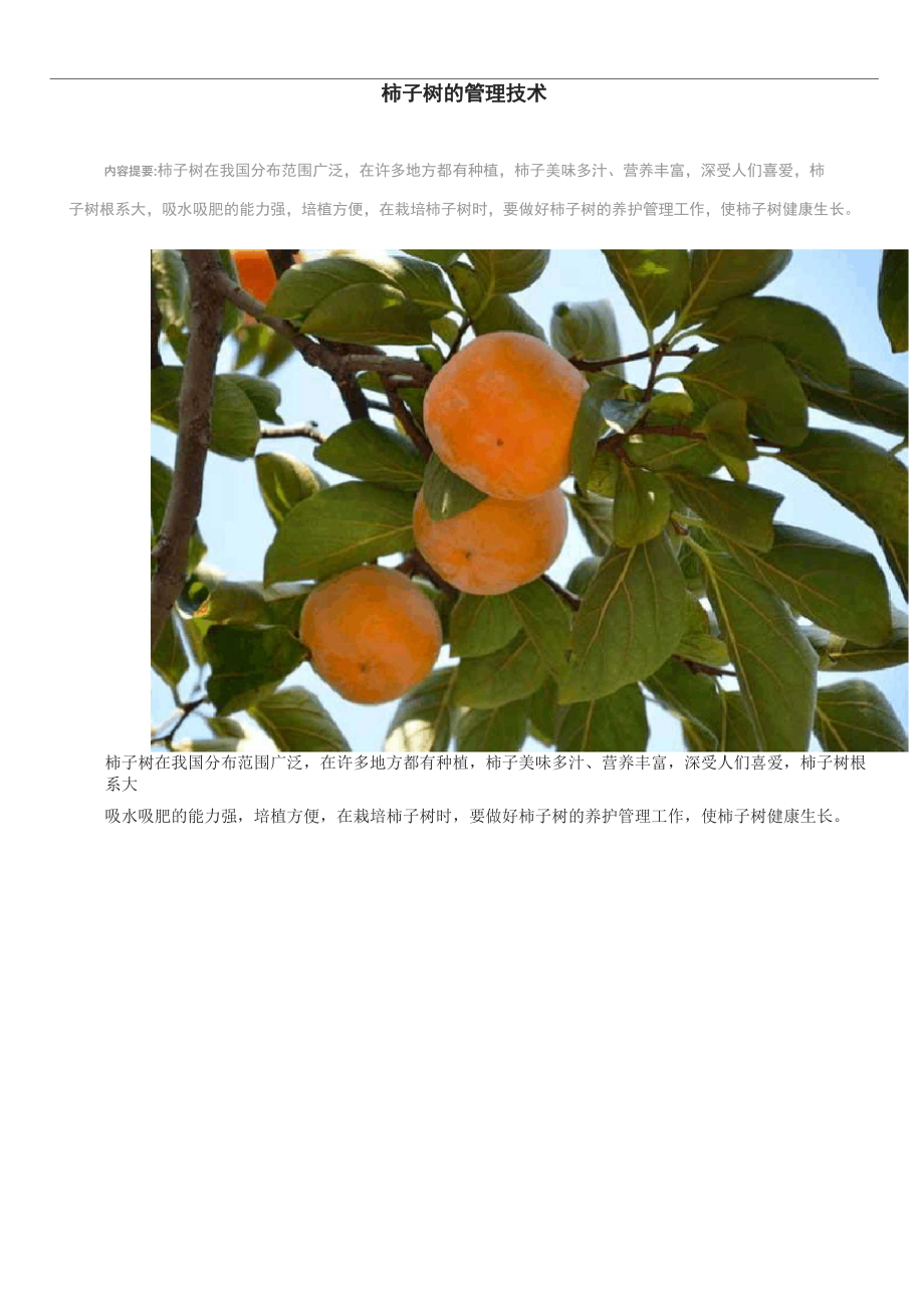 柿子树的管理技术_第1页