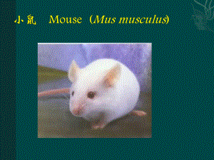 醫學實驗動物學課件：小鼠 Mouse(Mus musculus)