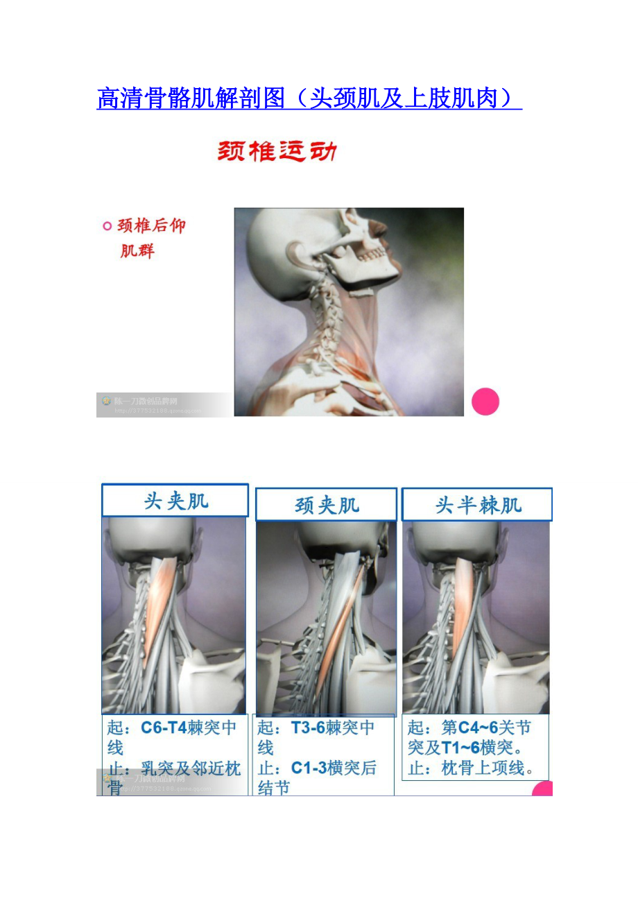 高清骨骼肌解剖图头颈肌及上肢肌肉_第1页