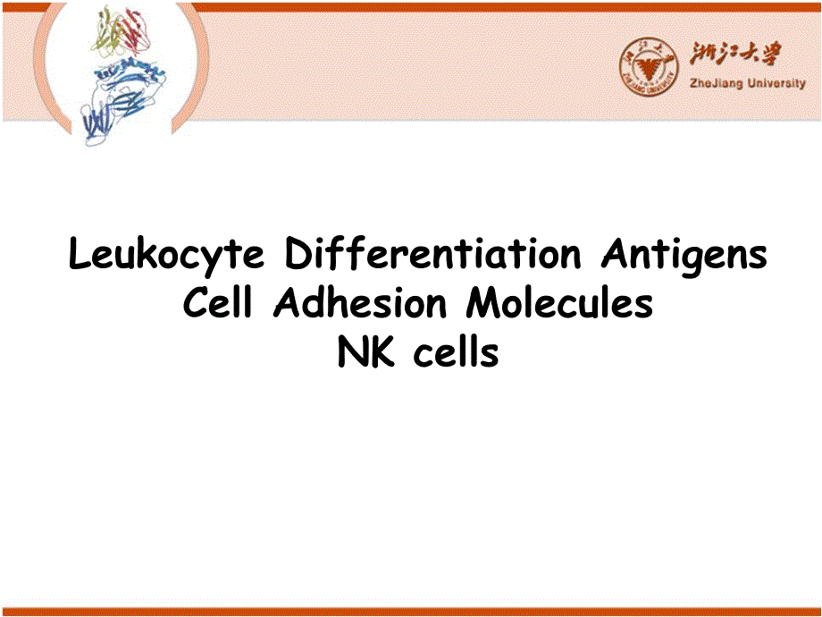 医学免疫学英文版课件：Leukocyte Differentiation Antigens Cell Adhesion Molecules NK cells_第1页