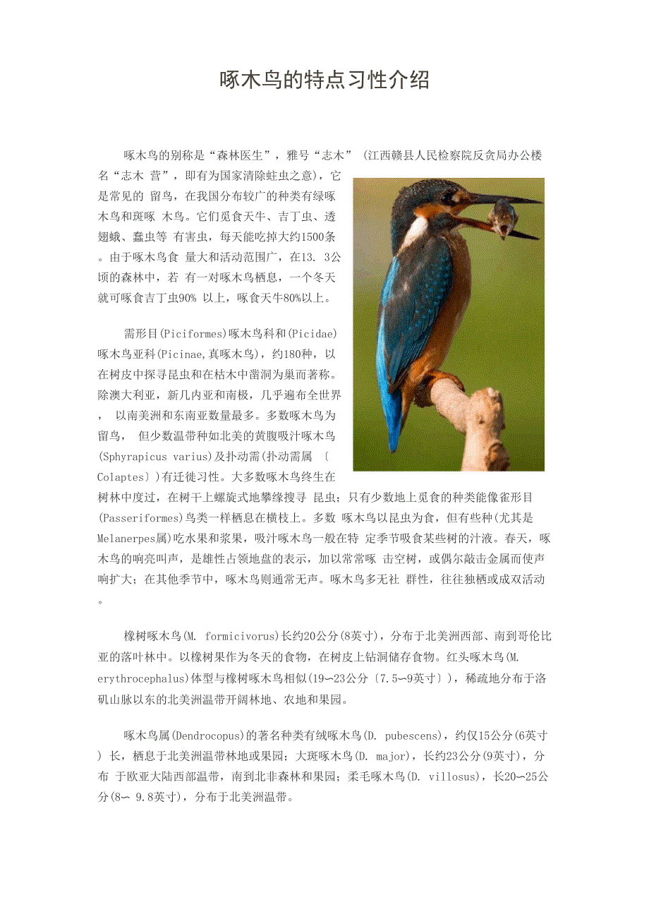 啄木鸟的特点习性介绍_第1页
