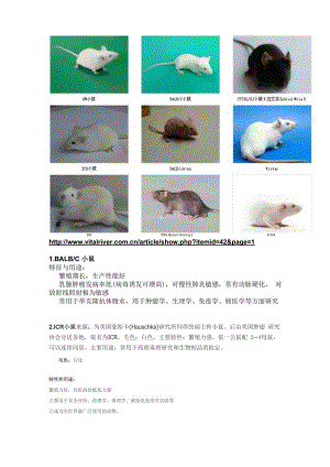 小鼠种类及其区别