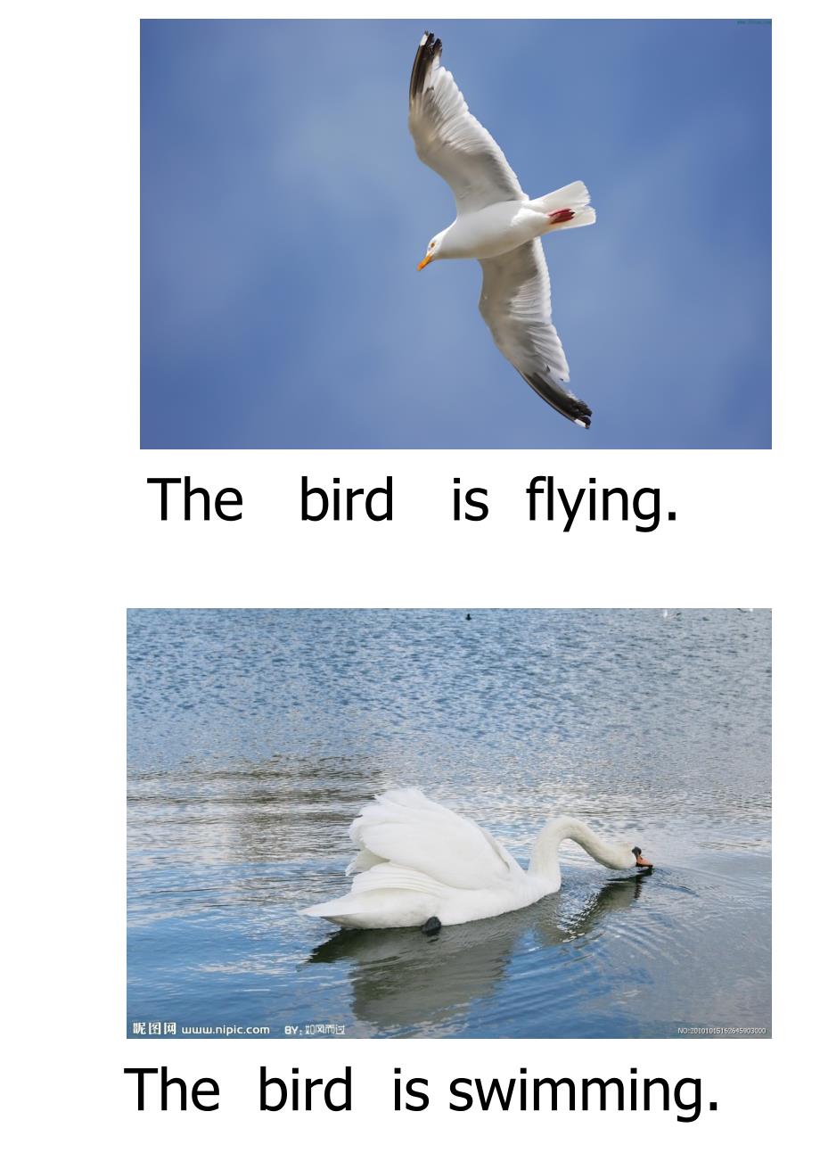 Birds(教育精品)_第1页