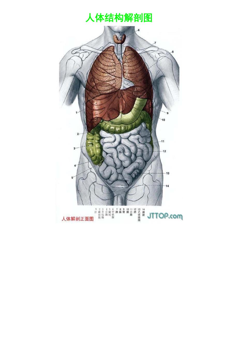 人体结构解剖图_第1页