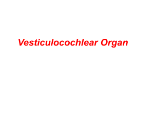 系统解剖学英文版教学课件：Vestibulochlear organ