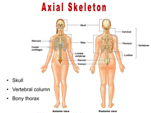 系统解剖学英文版教学课件：Bones of skull-trunk-ruan