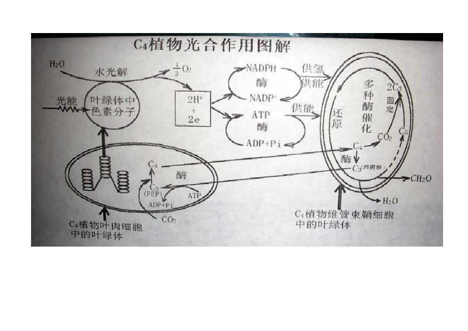 教育专题：光合作用图解_第1页