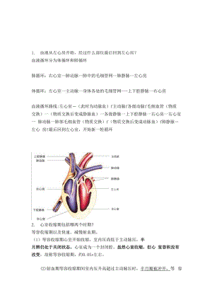 心脏解剖分析