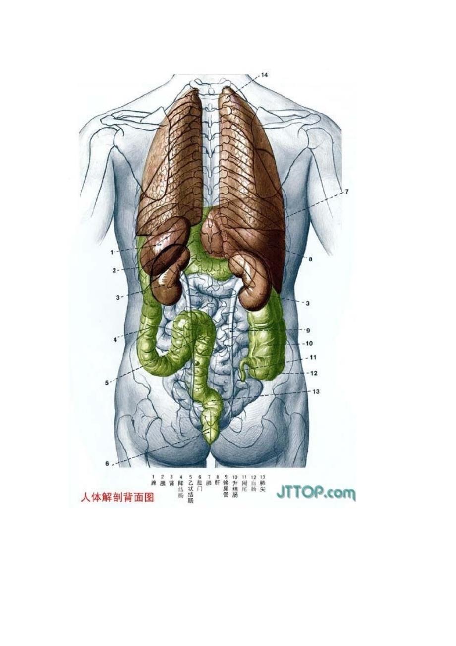高清人体各个器官及结构解剖图(彩图版)_第1页