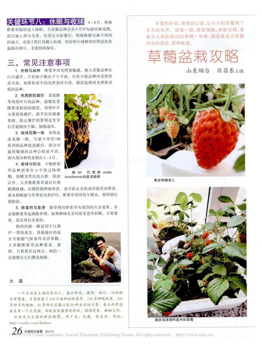 草莓盆栽攻略_第1页