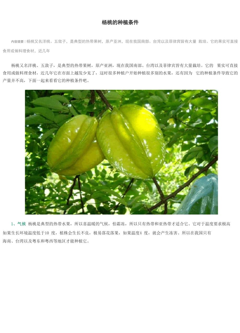 杨桃的种植条件_第1页