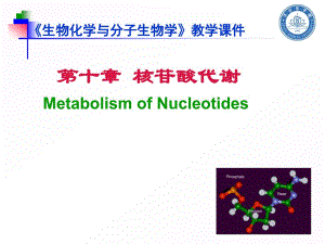 生物化学与分子生物学：第10章 核苷酸代谢