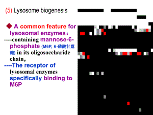 细胞生物学教学课件：Chapter 6 Ribosomesynthesisand transport of proteins