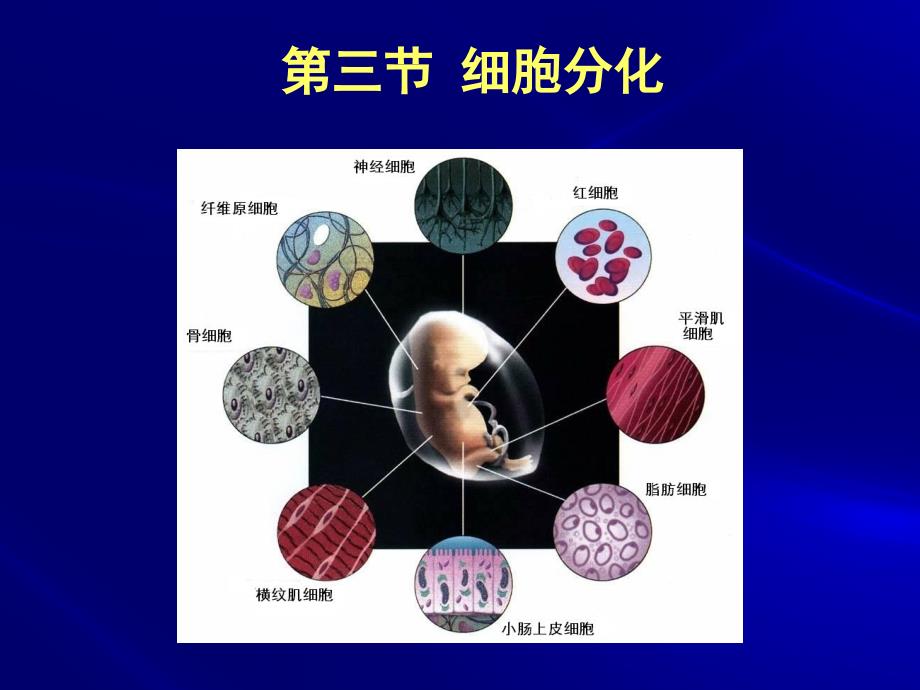 细胞生物学课件：第10章 细胞分化和干细胞_第1页
