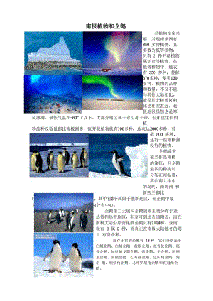 南极植物和企鹅