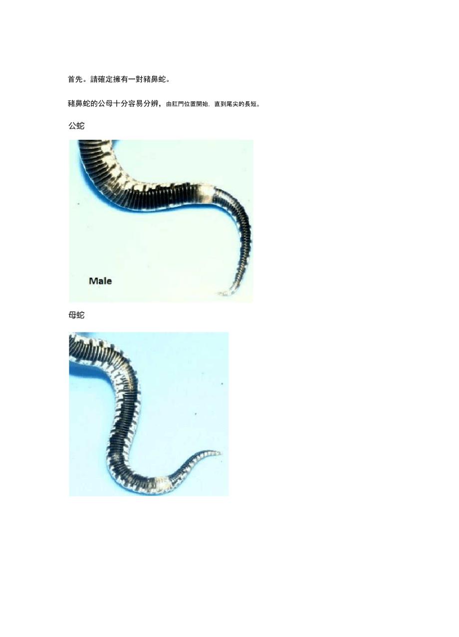 猪鼻蛇繁殖2012_第1页