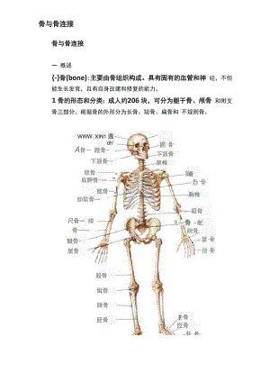 骨与骨连接